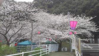 鹿尾川公園桜祭り1