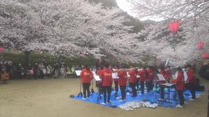 鹿尾川公園桜祭り2