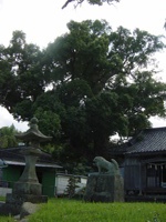 川原住吉神社のクスノキ