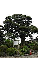 ŲΥ饫ޥ