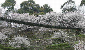 桜が満開の南側斜面