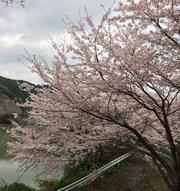 八郎川（桜）