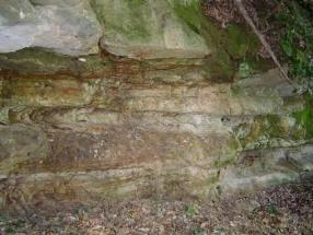 茂木植物化石層