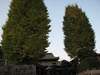 永昌寺のイチョウの木