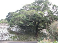 船石のタブの木