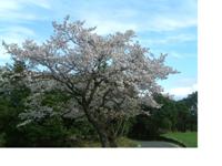 琴海赤水山桜