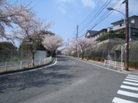 桜通りの桜道
