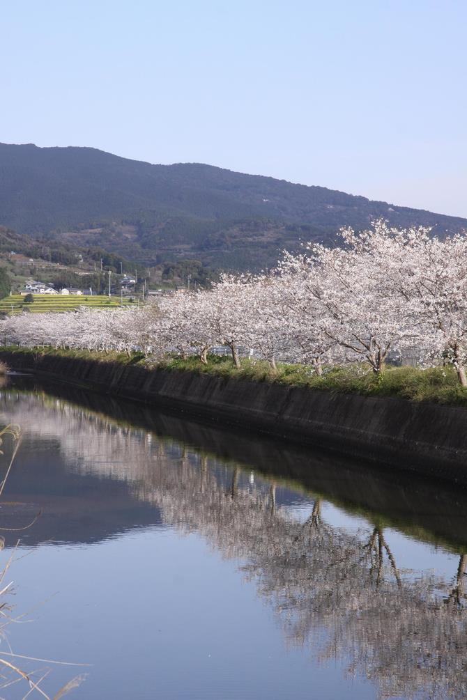 戸根川と桜