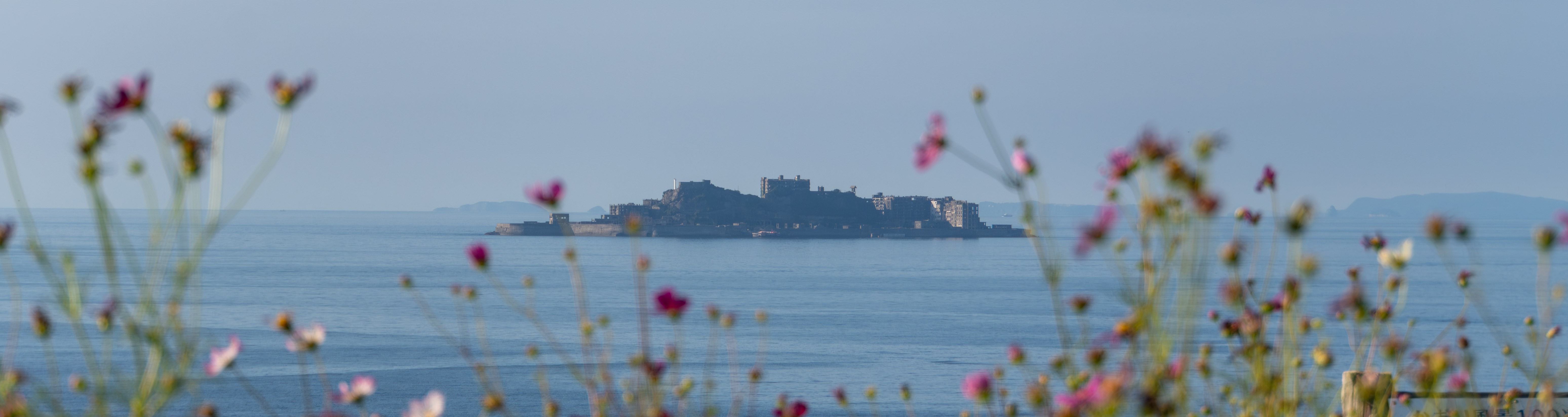 軍艦島コスモス