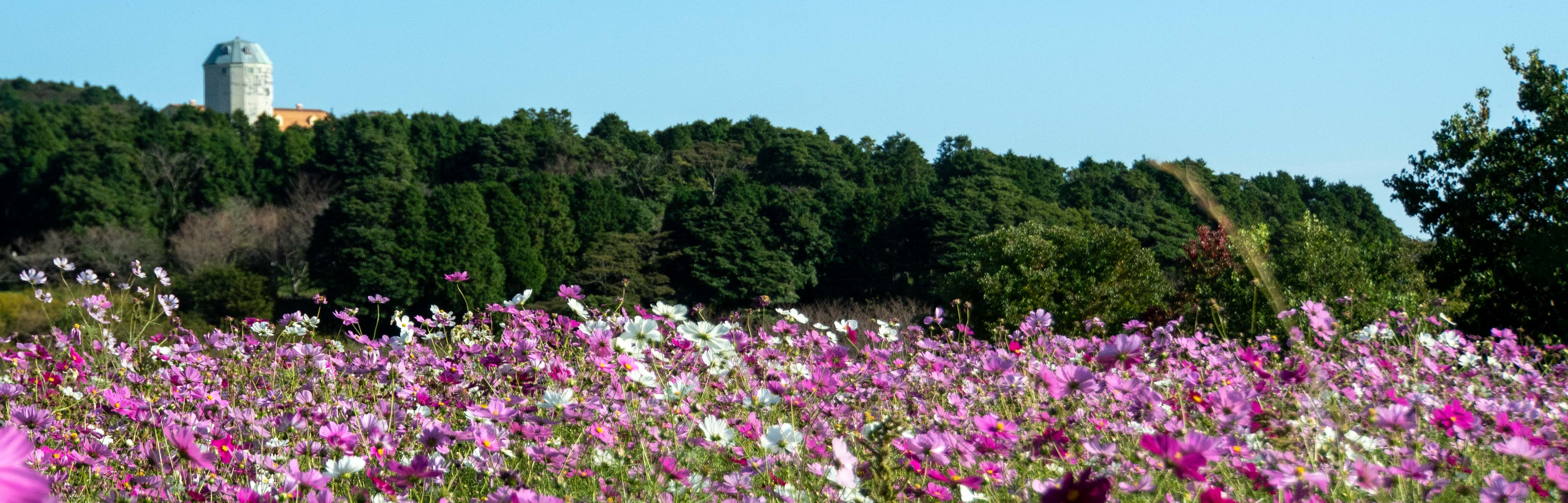 あぐりの丘コスモス２
