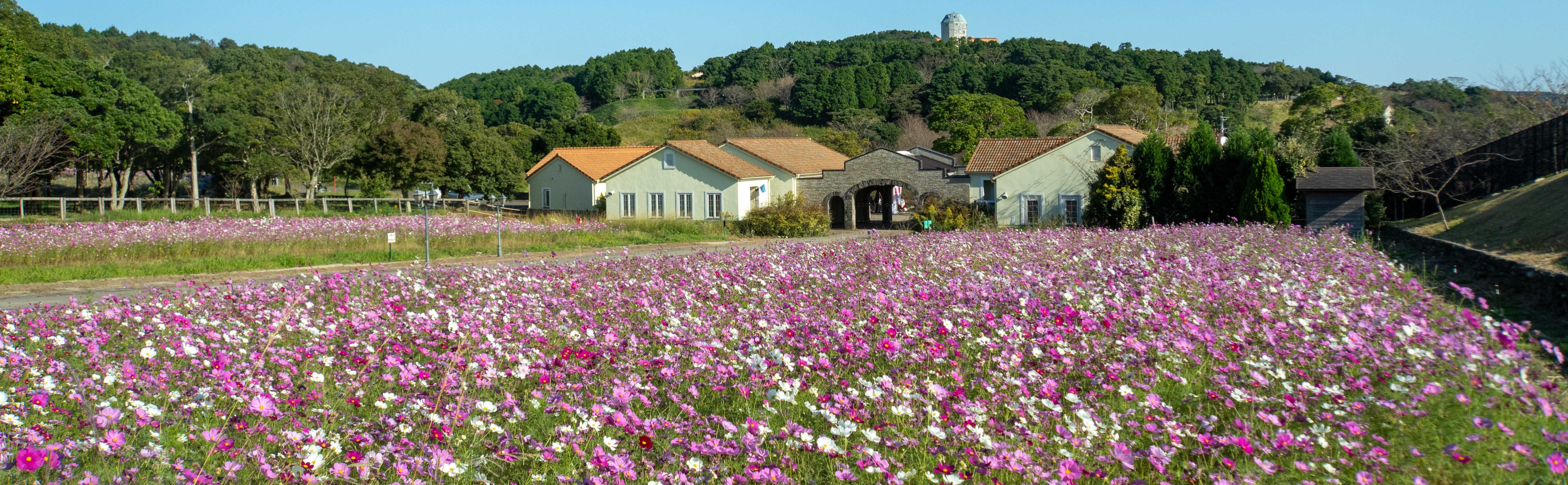 あぐりの丘コスモス