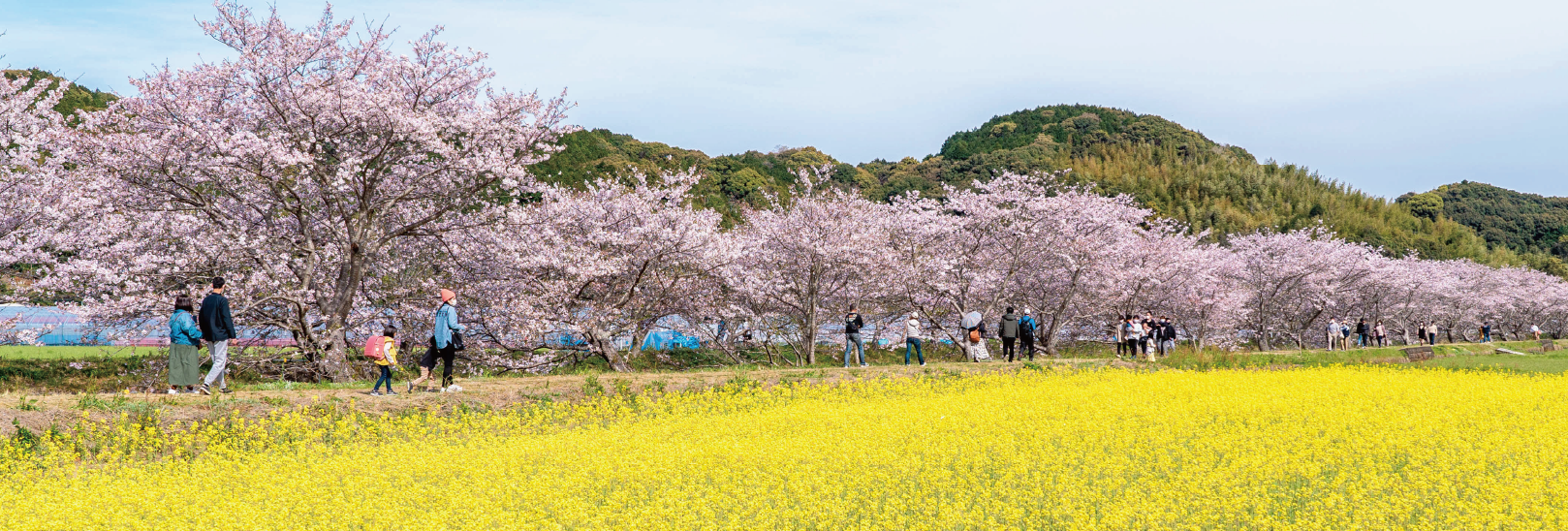 桜と菜の花