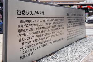 被爆クスノキ2世の苗木の植樹の画像2