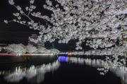 八郎川の夜桜リフレクション