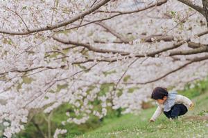 桜と遊ぶ