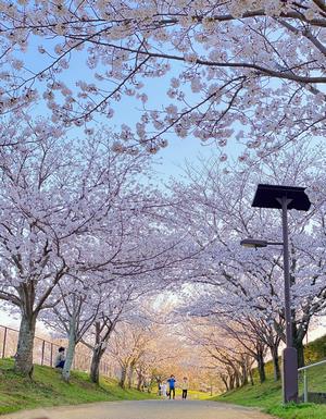 夕日に染まる桜1.