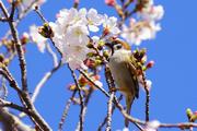 桜に負けず美しいよ！雀さん