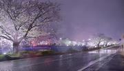 雨降る夜の桜並木
