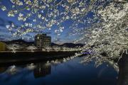 トワイライト桜と八郎川