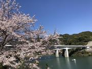桜と中尾ダム