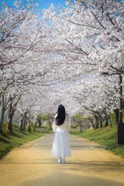 桜と春の風