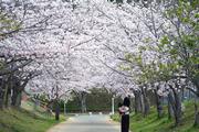 桜のトンネル