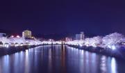 輝く夜桜と水面