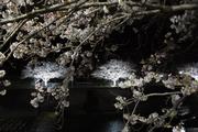 夜桜