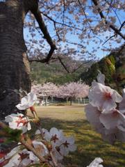 川内公園さくら