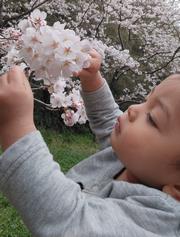 初めてのお花見