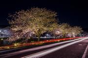 星光跡と桜ライトアップ