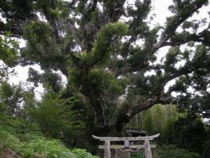 竈神社の大クス
