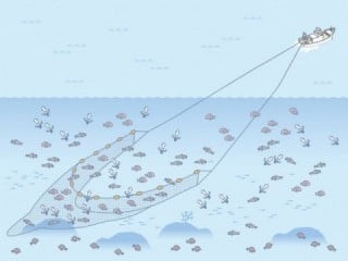 底曳網漁業の画像