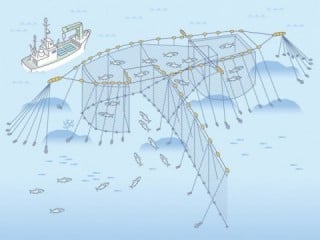 小型定置網漁業の画像