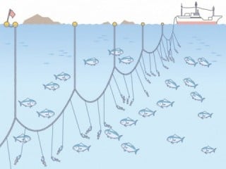 延縄漁業の画像