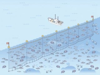 刺網漁業の画像