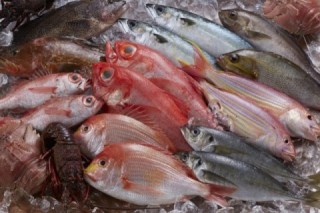 魚がうまいの画像2
