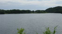 川原大池樹林