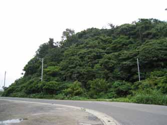 弁天山樹叢