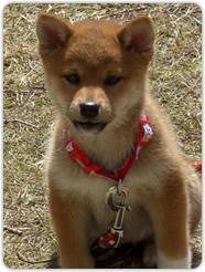 犬の適正飼育