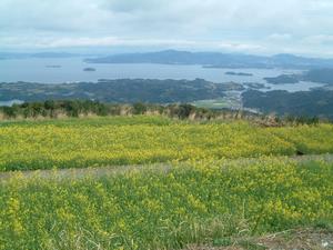 赤水公園　菜の花