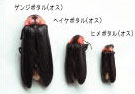 ゲンジボタルとヘイケボタル及びヒメボタルの画像