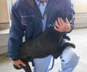 犬の保定1.