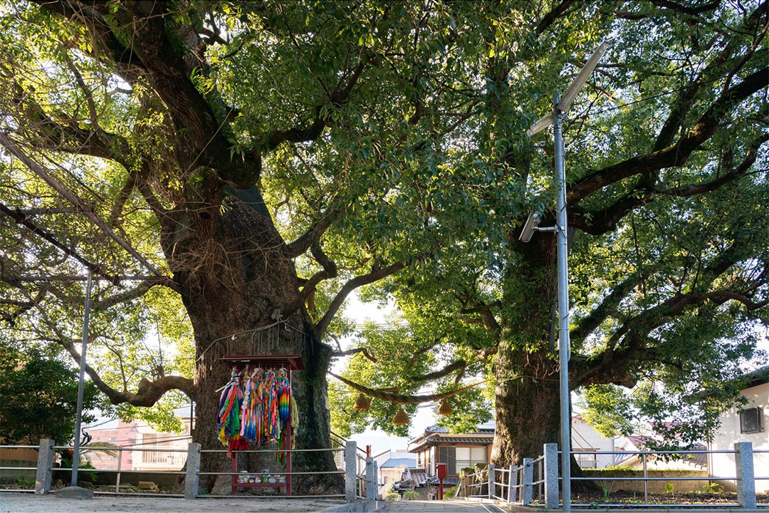 山王神社の大クスの画像1