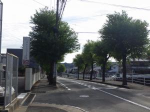 剪定前2