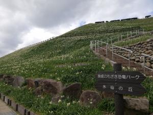 水仙の丘の写真1
