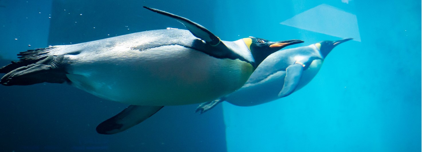 ペンギン水族館の画像