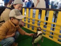 ペンギンタッチング
