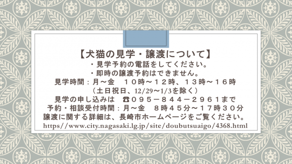 犬の譲渡見学