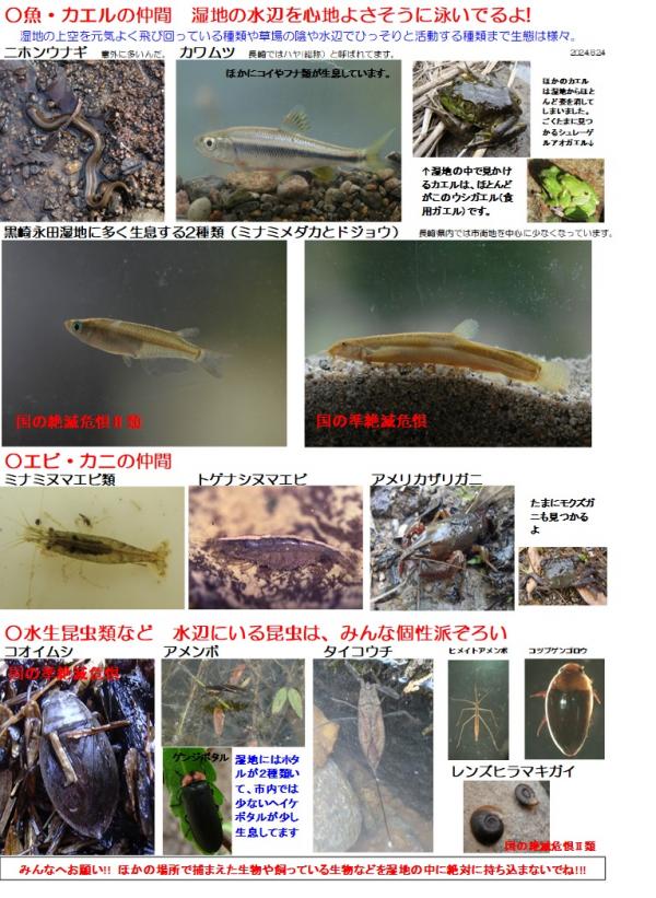黒崎永田湿地自然公園の生き物たち（水生生物）